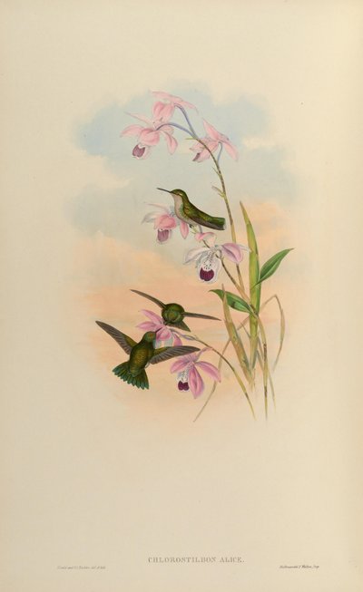 Chlorostilbon alice - John Gould